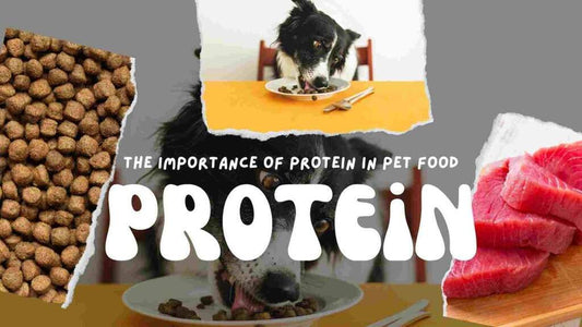 Protein Power: Why Optimum Protein Intake is Vital for Your Pet’s Playtime