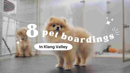 Pet Boarding Services in the Klang Valley 2026 – Trusted & Verified