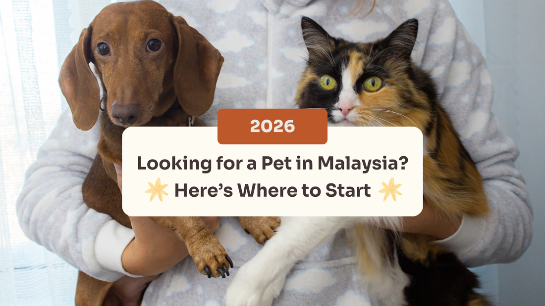 Where to Find Your Next Pet in Malaysia?