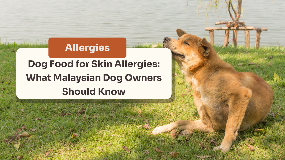 Dog Food for Skin Allergies: What Malaysian Dog Owners Should Know