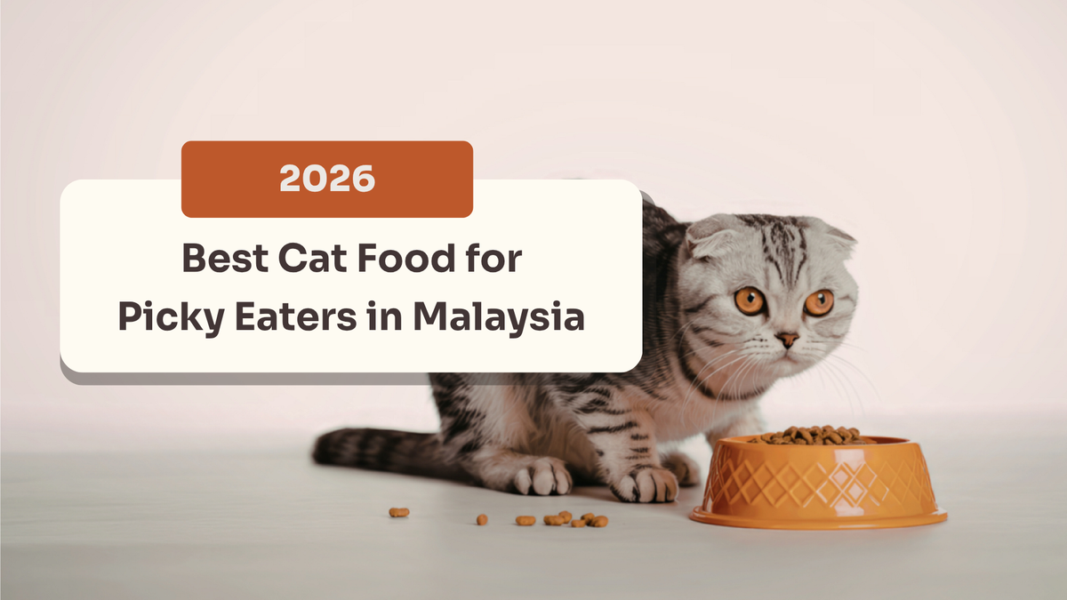 Best Cat Food for Picky Eaters in Malaysia