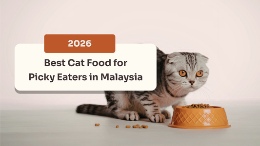 Best Cat Food for Picky Eaters in Malaysia