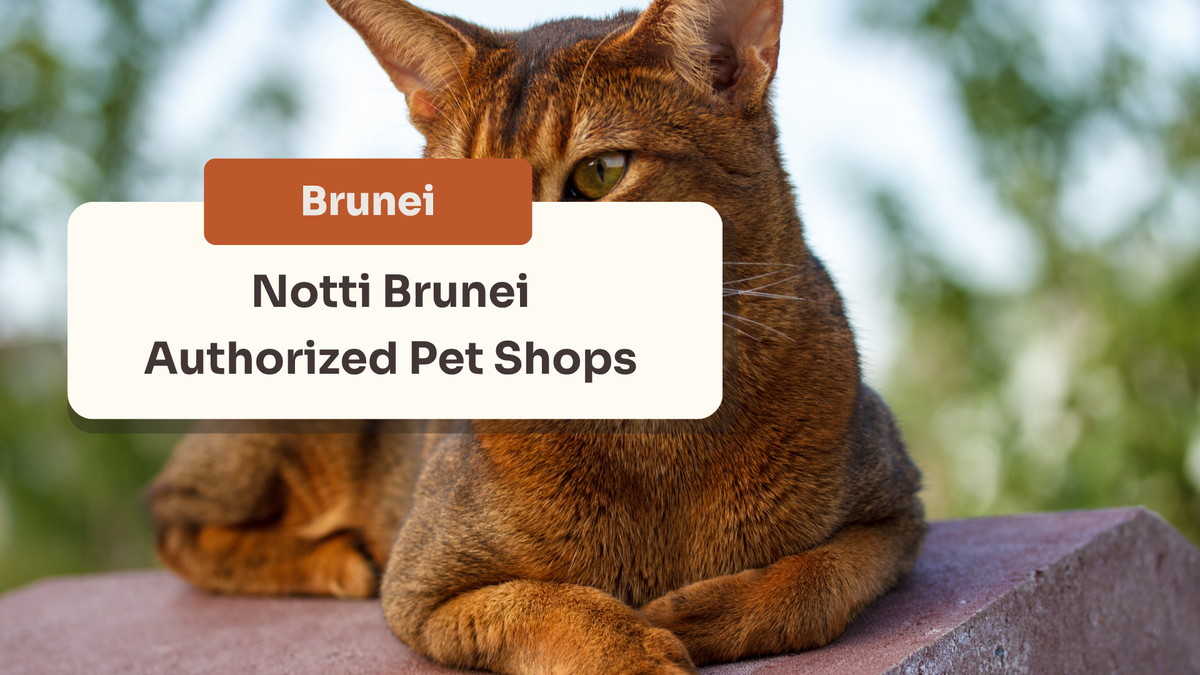 Notti Brunei Authorized Pet Shops