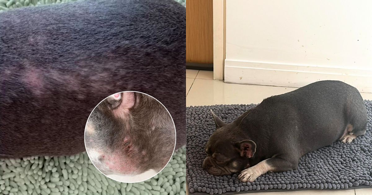 Pet photo shared with a customer review