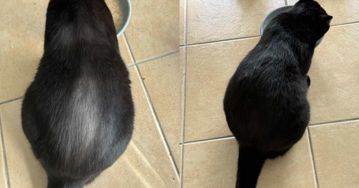 Pet photo shared with a customer review