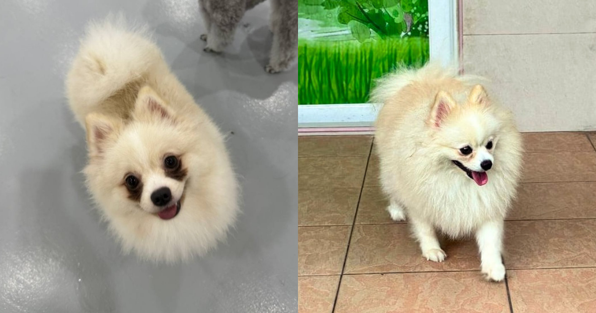 Pet photo shared with a customer review