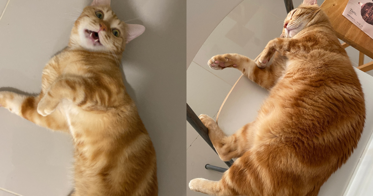 Pet photo shared with a customer review