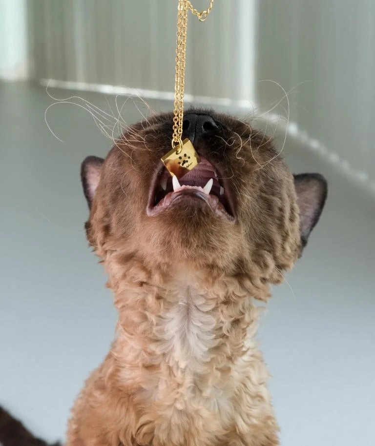 Notti x Gung Made To Last Paw Print Necklace image 6