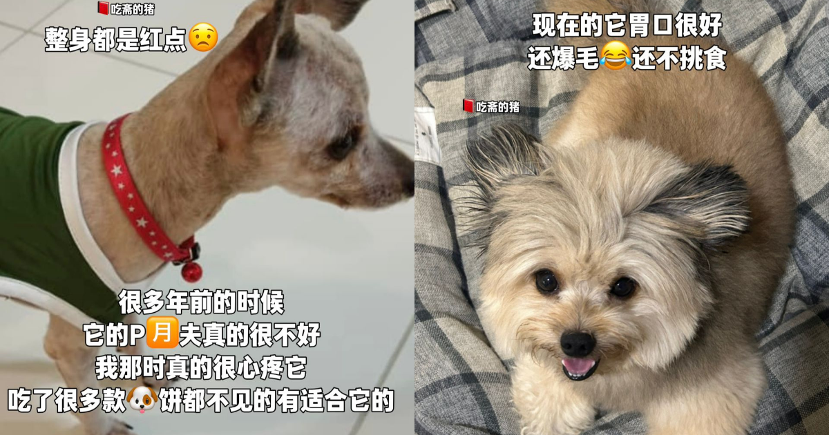 Pet photo shared with a customer review
