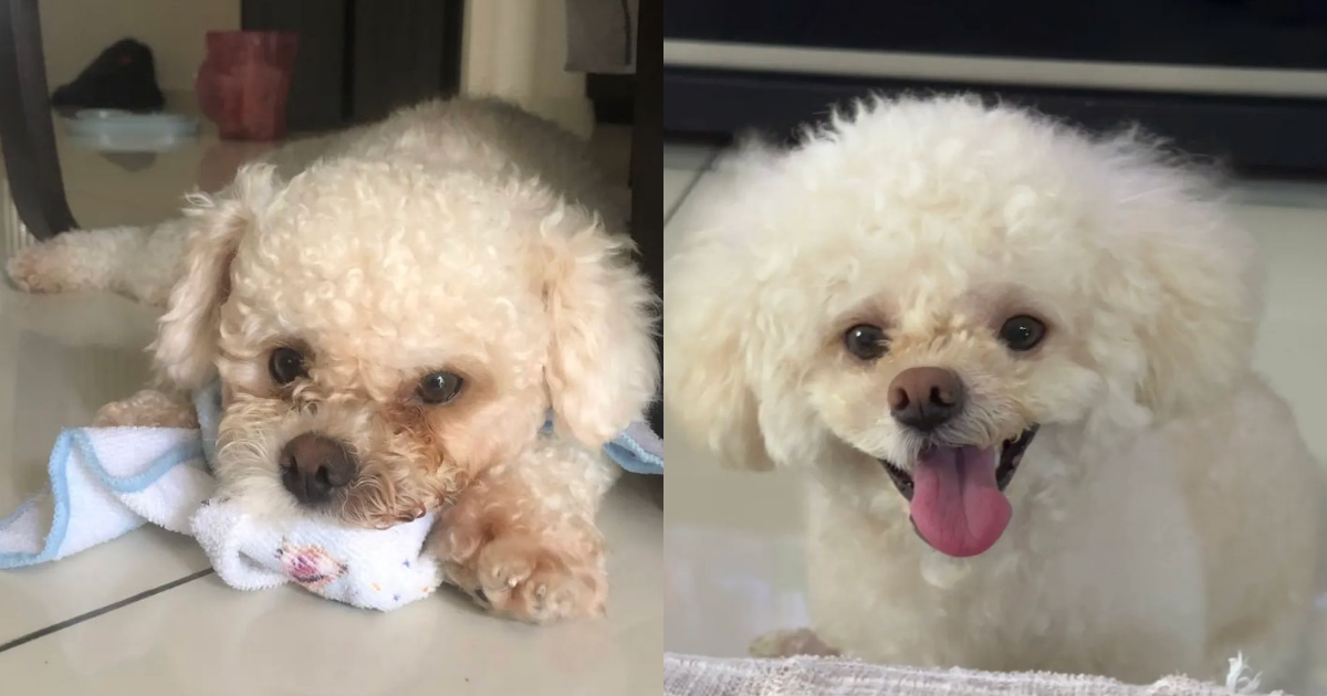 Pet photo shared with a customer review