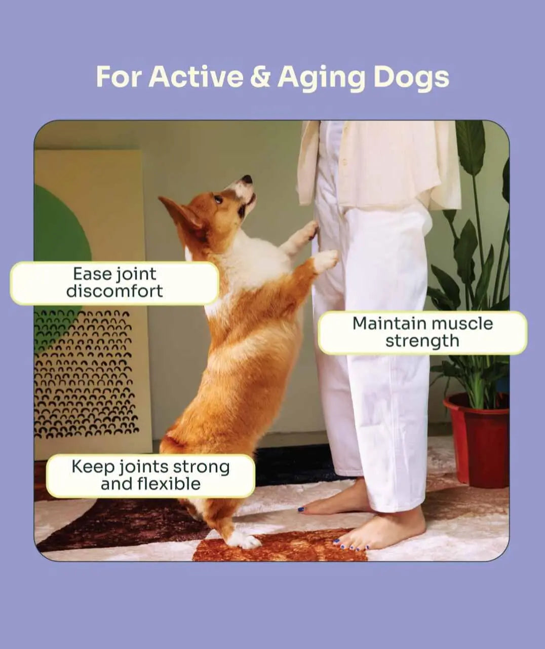 Joint Care Fresh Duck & Beef Trial Pack image 3