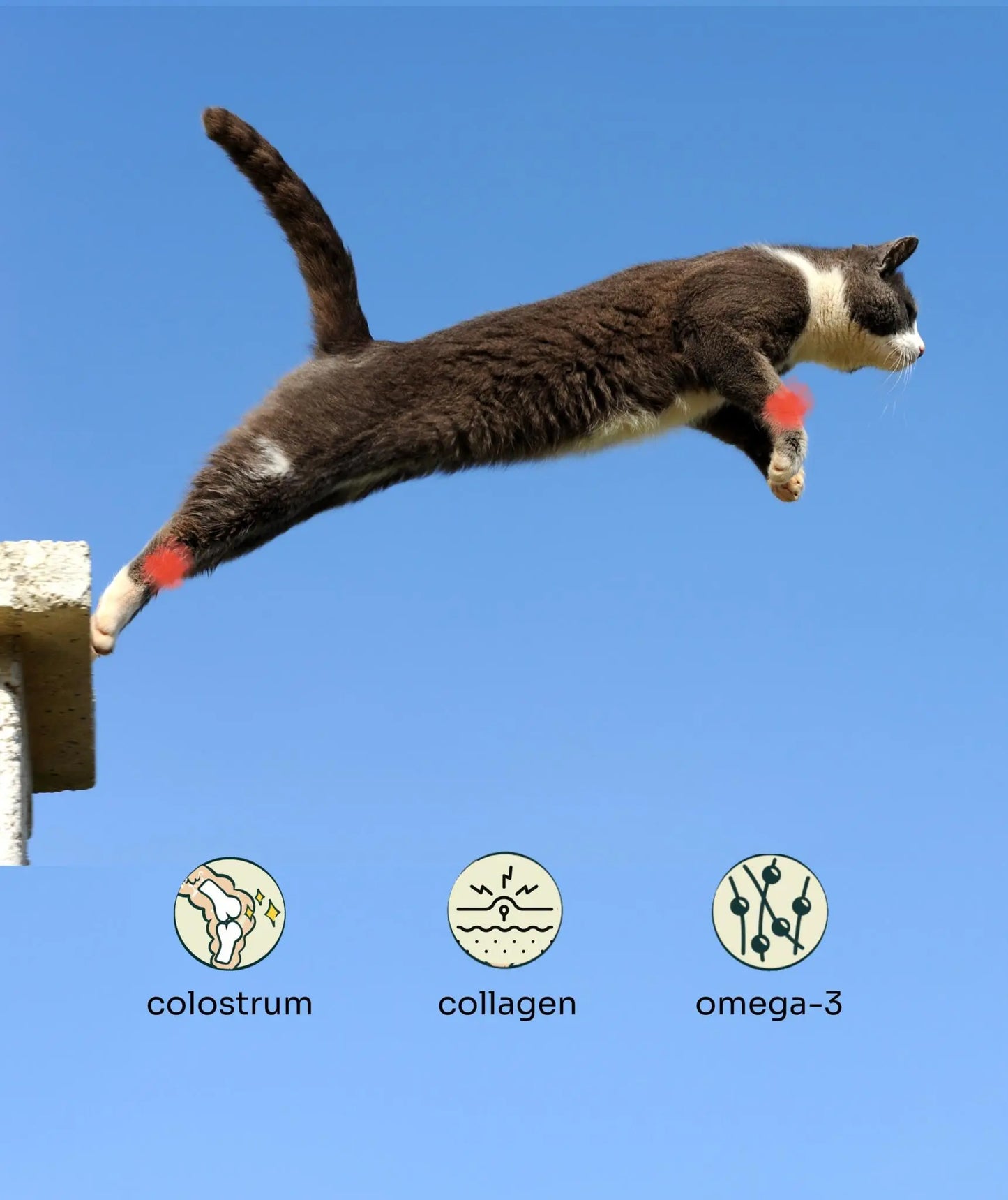 Joint Care Beef & Salmon Freeze-Dried Chunks image 3