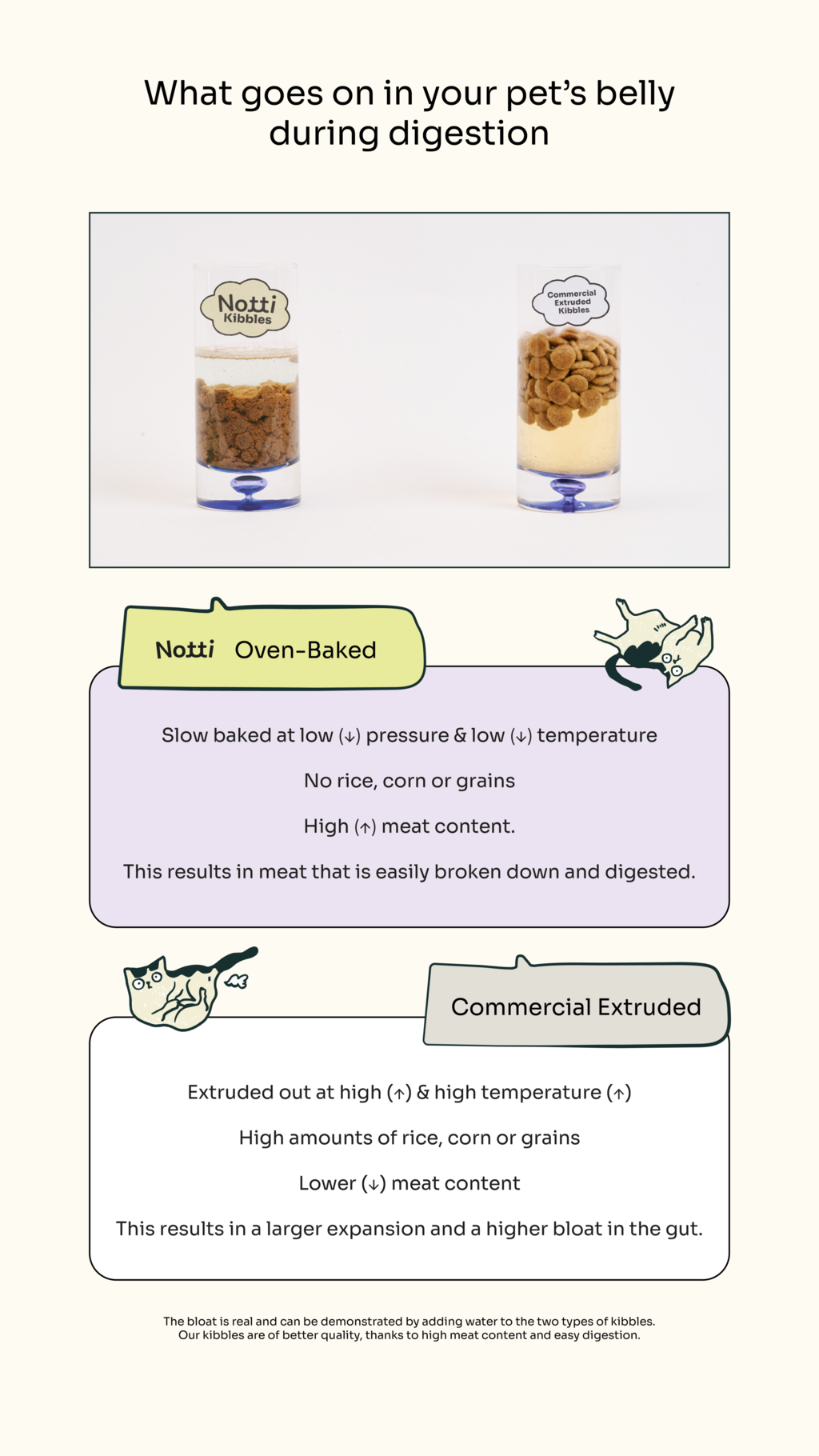 What goes on in your pet's belly during digestion